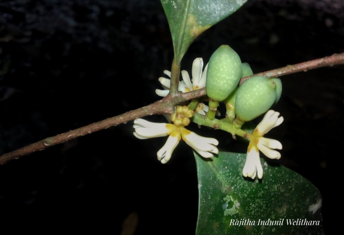 Chionanthus zeylanicus L.